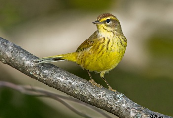 Palm Warbler